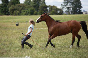 Parelli Horse Games 2 300x200 - Sponsorships
